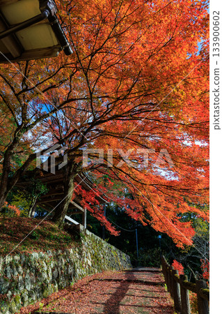秋日通往郡上八幡城的道路以及絢麗多彩的秋楓景色 133900602