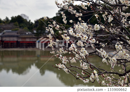 Nagaoka Tenmangu Shrine in early spring, Kyoto Nagaoka Tenmangu Shrine in early spring, Kyoto 133900662