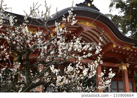 早春的長岡天滿宮,京都 早春的長岡天滿宮,京都 133900664