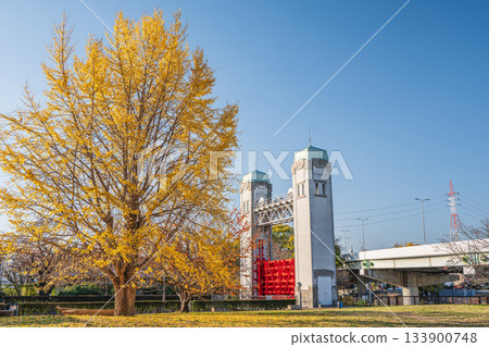 A large ginkgo tree with its yellow leaves stands out against a clear blue sky. Fushimi Ward, Kyoto City A large ginkgo tree with its yellow leaves stands out against a clear blue sky. Fushimi Ward, Kyoto City 133900748