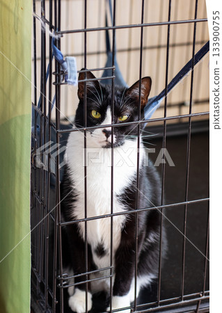 Adoption hopeful tuxedo feline, Shelter tuxedo cat waits patiently behind metal bars for adoption Adoption hopeful tuxedo feline, Shelter tuxedo cat waits patiently behind metal bars for adoption 133900755