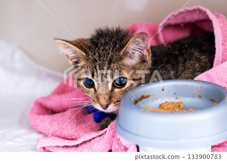 Adoptable frightened kitten wrapped in towel with nurturing care and urgent appeal 133900783