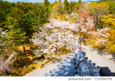 從京都南禪寺三門眺望櫻花 從京都南禪寺三門眺望櫻花 133900791