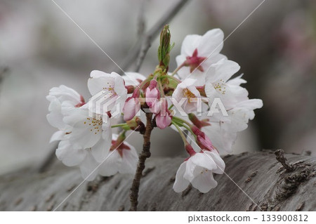 Somei Yoshino Cherry Blossoms 2, Heralding Spring 133900812
