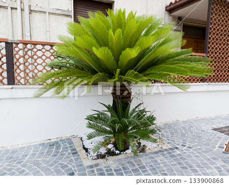 Beautiful little palm tree. Beautiful little palm tree. 133900868