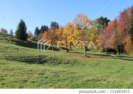 Hillside with trees in autumn colors 133901055