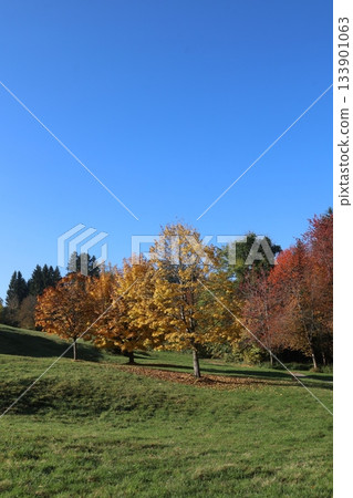 Tree with yellow leaves is in a park Tree with yellow leaves is in a park 133901063