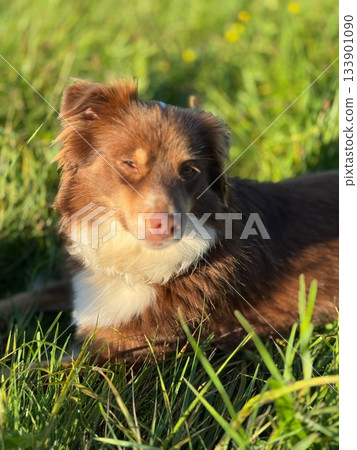 Brown and white dog is laying in the grass Brown and white dog is laying in the grass 133901090