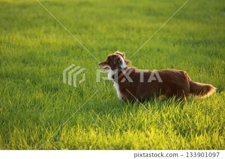 Brown and white dog is standing in a green field Brown and white dog is standing in a green field 133901097