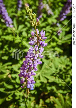 Purple Wildflower Close Up in Sunlit Meadow with Lush Green Foliage 133901214