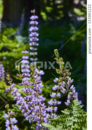 Purple Wildflowers and Ferns in Sunlit Meadow Close Up Nature Detail 133901222