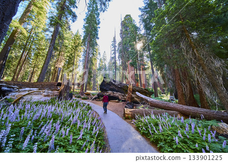 Hiker on Congress Trail Among Sequoia Trees and Purple Meadow Flowers Sunburst California Hiker on Congress Trail Among Sequoia Trees and Purple Meadow Flowers Sunburst California 133901225