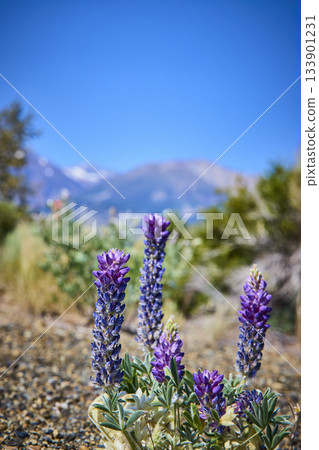 Purple Wildflowers with Mountain Backdrop and Clear Blue Sky in California 133901231