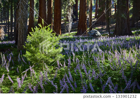 Pine Sapling and Purple Wildflowers in Sequoia Forest Meadow Pine Sapling and Purple Wildflowers in Sequoia Forest Meadow 133901232