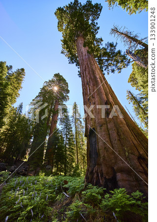 Majestic Sequoia Trees Sunburst and Lush Forest Floor in California Woodland 133901248