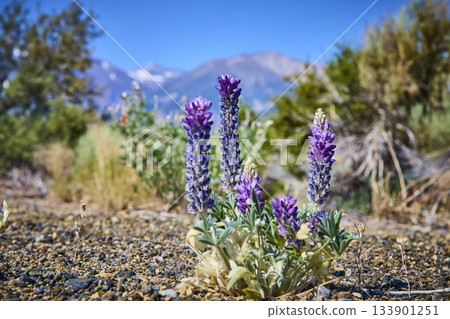 Purple Wildflower Bloom in Rocky California Landscape with Mountain Backdrop 133901251