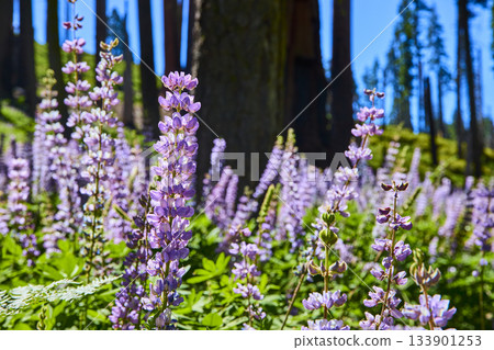 Purple Wildflowers Bloom in Sunlit Meadow with Forest Trees California Nature 133901253