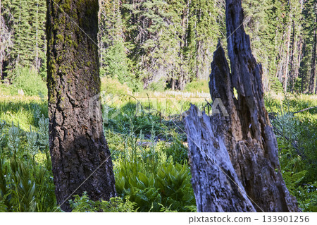 Mossy Tree Trunk Weathered Stump And Green Meadow Plants In Forest Setting 133901256