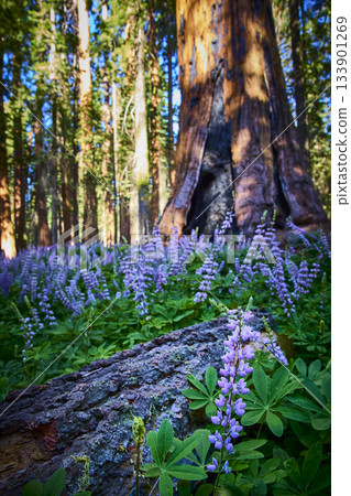 Sequoia Tree Trunk Purple Wildflowers and Fallen Log in Sunlit Forest Meadow 133901269