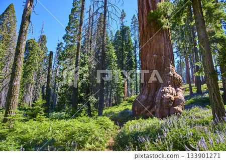 Giant Sequoia Tree Lush Ferns and Wildflowers in Sunlit Forest Giant Sequoia Tree Lush Ferns and Wildflowers in Sunlit Forest 133901271