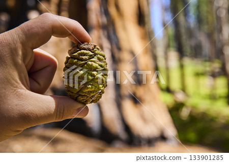 Sequoia Seed Cone in Hand with Giant Tree Trunk and Sunlit Forest Background Sequoia Seed Cone in Hand with Giant Tree Trunk and Sunlit Forest Background 133901285