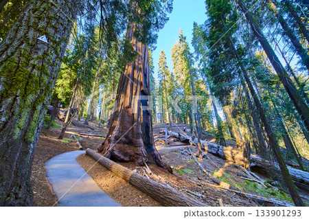 Sequoia Trees and Congress Trail Path in Sunlit Sequoia National Park Forest 133901293