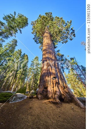 Giant Sequoia Tree Vertical Perspective in Sunlight on Congress Trail California Giant Sequoia Tree Vertical Perspective in Sunlight on Congress Trail California 133901300