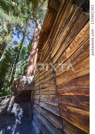 Tharp's Log Cabin Detail with Giant Sequoia Trees and Sunlight in Sequoia National Park Tharp's Log Cabin Detail with Giant Sequoia Trees and Sunlight in Sequoia National Park 133901301