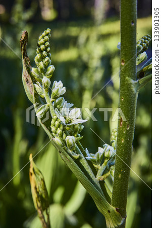 Wildflower Buds and Blossoms Close Up in Lush Green Meadow Setting Wildflower Buds and Blossoms Close Up in Lush Green Meadow Setting 133901305