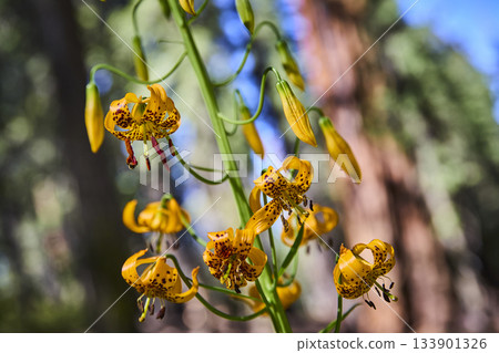 Yellow Wildflower Cluster Meadow Bee and Forest Sunlight Close Up 133901326