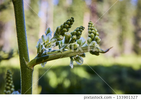 Wildflower Buds and White Bloom Close Up in Lush Green Crescent Meadow 133901327