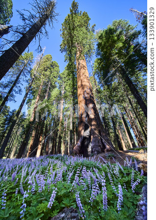 Giant Sequoia Trees and Purple Wildflowers in Sunlit Meadow Forest Perspective Giant Sequoia Trees and Purple Wildflowers in Sunlit Meadow Forest Perspective 133901329