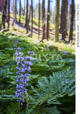 Purple Wildflower and Ferns in Sunlit Forest Meadow with Tall Tree Trunks Purple Wildflower and Ferns in Sunlit Forest Meadow with Tall Tree Trunks 133901341