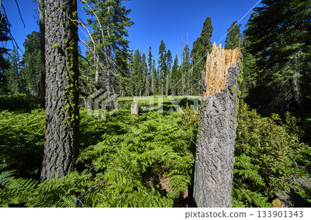 Broken Tree Trunk Among Ferns and Towering Sequoia Trees in Sunlit Forest 133901343