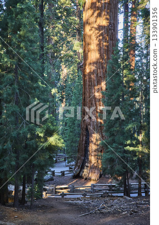General Sherman Tree Towering in Sequoia National Park California Forest Path General Sherman Tree Towering in Sequoia National Park California Forest Path 133901356