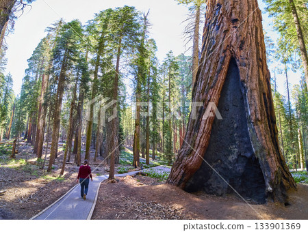 Sequoia Tree Trail with Hiker in Sunlit Forest Panorama California Sequoia Tree Trail with Hiker in Sunlit Forest Panorama California 133901369