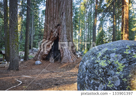 Ancient Sequoia Tree With Hollow Trunk And Mossy Boulder In Sunlit Forest 133901397
