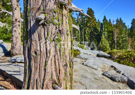 Tree Bark Texture with Moss and Granite Rocks in Sunlit Forest Landscape 133901408