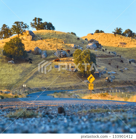 Hot Springs Road Rural Landscape with Cows and Golden Hour Hills California 133901412