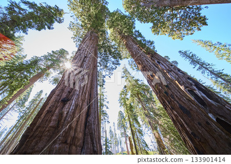 Sequoia Trees Sunburst and Forest Canopy in Sequoia National Park California Sequoia Trees Sunburst and Forest Canopy in Sequoia National Park California 133901414