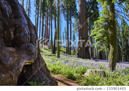 Sequoia Trees Wildflower Meadow and Sunlight Trail in Lush Forest Clearing Sequoia Trees Wildflower Meadow and Sunlight Trail in Lush Forest Clearing 133901483