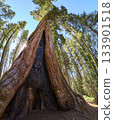 Giant Sequoia Tree Upward View Sunburst and Forest Canopy in California 133901518