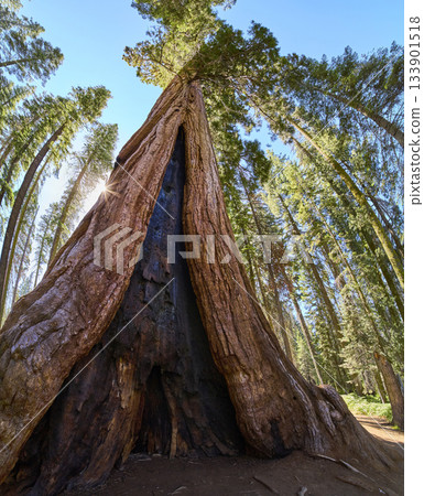 Giant Sequoia Tree Upward View Sunburst and Forest Canopy in California Giant Sequoia Tree Upward View Sunburst and Forest Canopy in California 133901518
