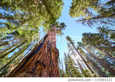 Giant Sequoia Tree Canopy Sunlight and Blue Sky in Sequoia National Park Giant Sequoia Tree Canopy Sunlight and Blue Sky in Sequoia National Park 133901521