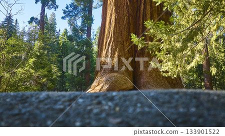 Sequoia Trunk Majestic Tree Base Ground Level Forest Sunlight California Sequoia Trunk Majestic Tree Base Ground Level Forest Sunlight California 133901522