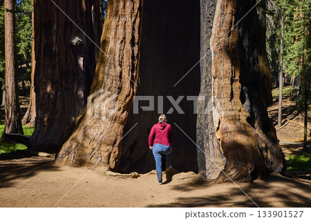 Giant Sequoia Tree Trunk With Tourist On Congress Trail In Sequoia National Park 133901527
