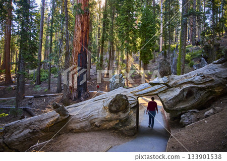 Sequoia National Park Tree Tunnel Log and Tourist on Congress Trail 133901538