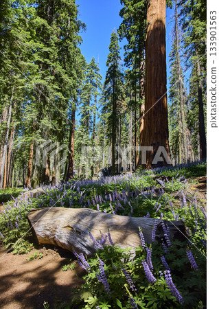 Sequoia Trees Purple Wildflowers and Fallen Log in Sunlit Forest Meadow 133901563
