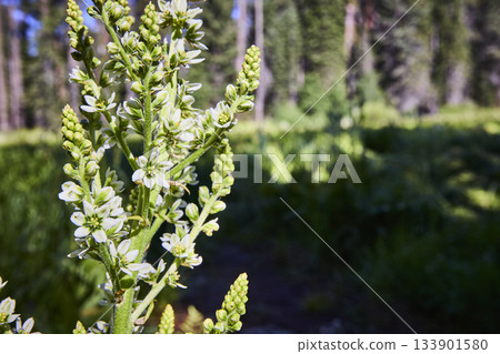 Wildflower Blooming in Sunlit Meadow with Forest Background Focused on Natural Beauty Wildflower Blooming in Sunlit Meadow with Forest Background Focused on Natural Beauty 133901580