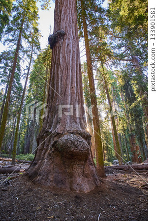 Giant Sequoia Tree With Burl Sunburst Light and Towering Forest Perspective Giant Sequoia Tree With Burl Sunburst Light and Towering Forest Perspective 133901581